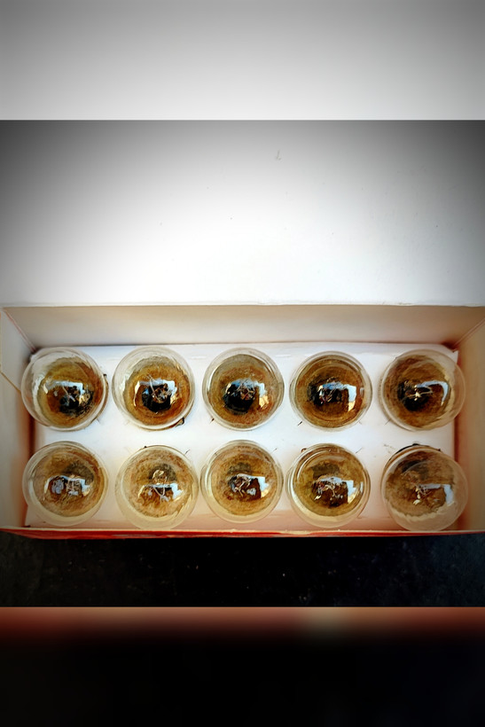 لامپ فندقی ۲۴ ولتلامپ فندقی عقاب اصلی لامپ فندقی عقاب اصلی ۲۴ولت لامپ هالوژن گازی لامپ هالوژن گازی ۳خار لامپ هالوژن گازی ۲۴ولت محافظ چراغ جلو بنز ده تن نئون داخل چراغ جلو ولوو